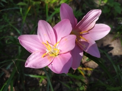 Zephyranthes rosea