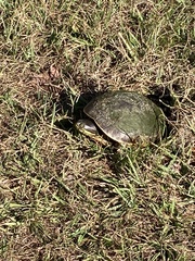 Deirochelys reticularia