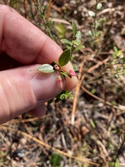 Vaccinium myrsinites