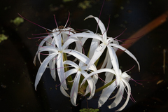 Crinum americanum