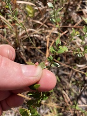 Vaccinium myrsinites
