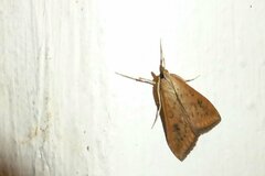 Udea ferrugalis