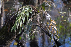 Epidendrum amphistomum