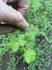 Ribes californicum