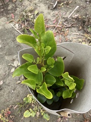 Griselinia littoralis