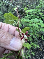 Ribes californicum