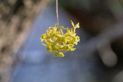 Epidendrum amphistomum