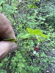 Ribes californicum