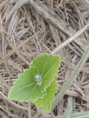 Chromolaena hirsuta