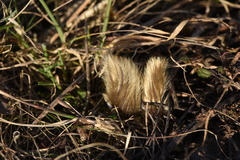 Pulsatilla