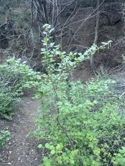 Ribes californicum