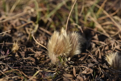Pulsatilla