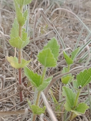 Chromolaena hirsuta