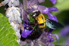 Xylocopa senior