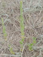 Chromolaena hirsuta