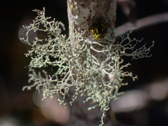 Ramalina peruviana