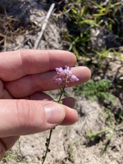 Nuttallanthus canadensis