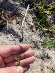 Nuttallanthus canadensis