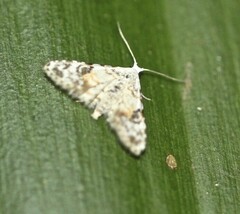 Araeopteron epiphracta