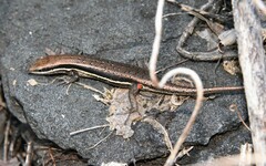 Trachylepis gravenhorstii