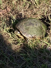Deirochelys reticularia