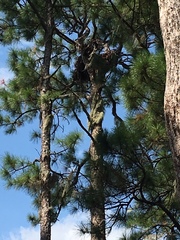 Haliaeetus leucocephalus leucocephalus