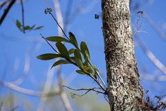 Epidendrum amphistomum