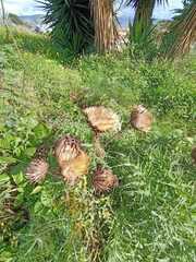 Cynara cardunculus image