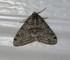 Phigalia denticulata