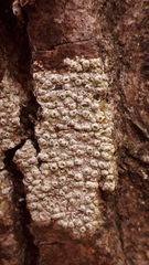 Pertusaria pertusa