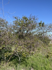 Ceanothus spinosus