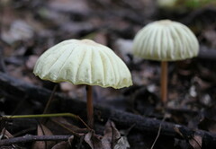 Marasmius mbalmayoensis