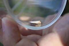 Chrysoteuchia culmella