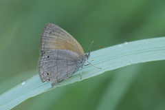 Yphthimoides celmis