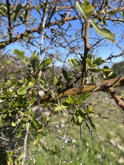 Ceanothus spinosus