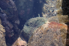 Dolabrifera nicaraguana