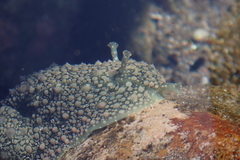 Dolabrifera nicaraguana