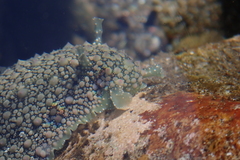 Dolabrifera nicaraguana