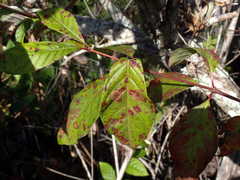 Cinchonoideae