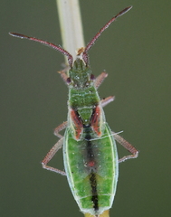 Myrmus miriformis