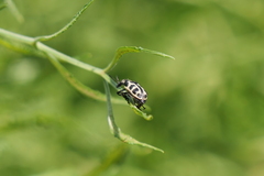 Astylus atromaculatus