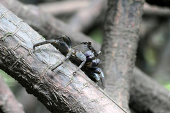 Episesarma versicolor