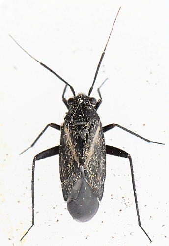 Orthocephalus coriaceus (Fabricius, 1777)