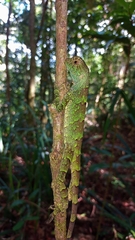 Enyalius catenatus