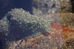 Dolabrifera nicaraguana