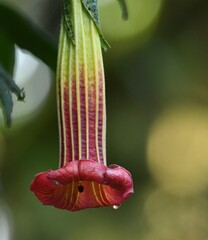 Brugmansia sanguinea