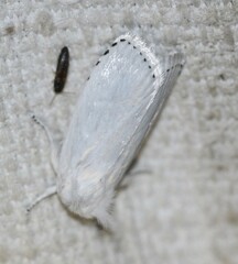 Cryptophasa