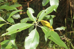 Lophostemon confertus