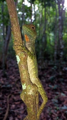 Enyalius catenatus