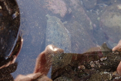 Dolabrifera nicaraguana